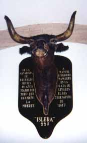 Bull bust at Seville's bullring museum.