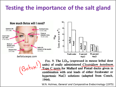 2014_07_17_Botox_border