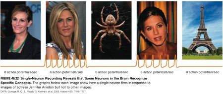 The Jennifer Aniston neuron.