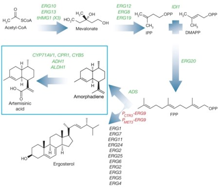 Artemisin synthesis, part 1